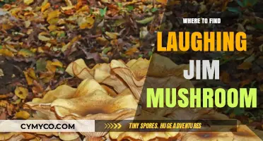Exploring Nature's Bounty: Where to Find Laughing Jim Mushrooms