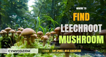 Exploring Nature's Bounty: A Guide to Locating Leechroot Mushrooms