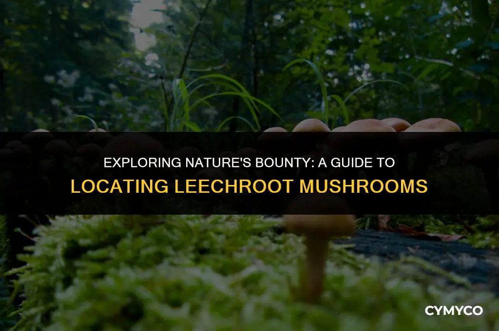 where to find leechroot mushrooms