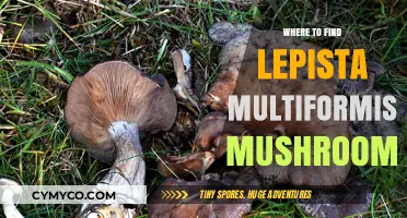 Exploring Nature's Bounty: A Guide to Locating Lepista Multiformis Mushrooms