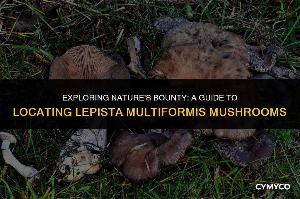where to find lepista multiformis mushrooms