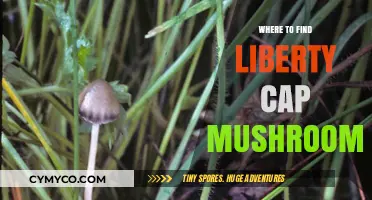 Exploring Nature's Bounty: A Guide to Liberty Cap Mushrooms