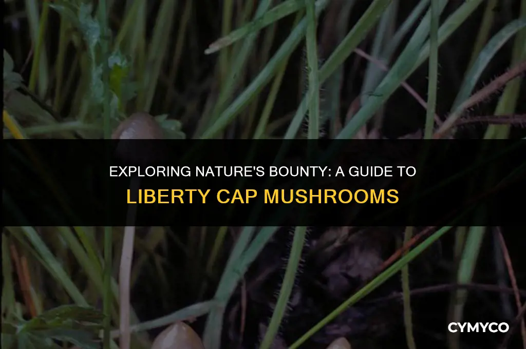 where to find liberty cap mushrooms