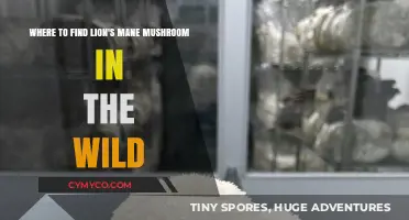 Exploring Nature's Bounty: A Guide to Finding Lion's Mane Mushrooms