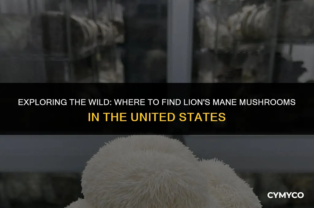where to find lions mane mushroom in united staters