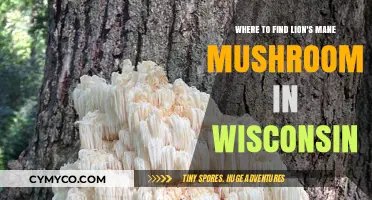 Exploring Wisconsin's Wild: A Guide to Lion's Mane Mushroom Spots