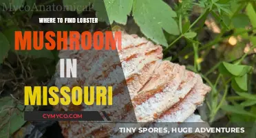 Discovering Lobster Mushrooms in Missouri: A Forager's Guide
