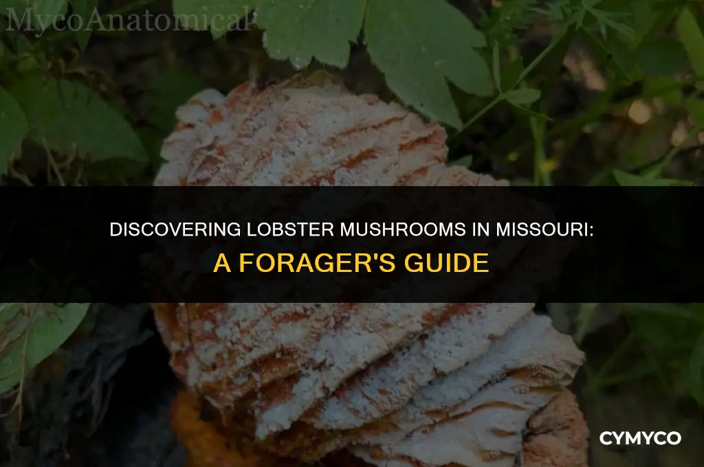 where to find lobster mushroom in missouri