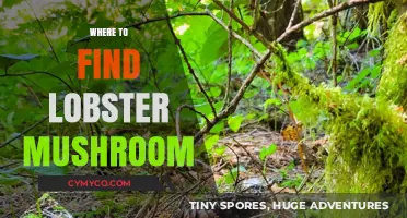 Discovering the Elusive Lobster Mushroom: A Gourmet's Guide