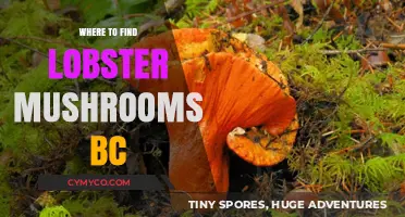 Discovering Lobster Mushrooms in BC: A Forager's Guide