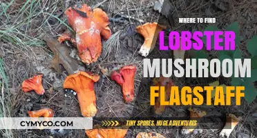 Exploring Flagstaff: A Guide to Finding Lobster Mushrooms in the Wild