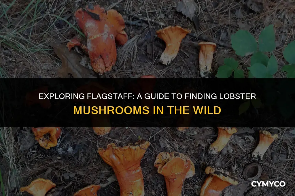 where to find lobster mushrooms flagstaff