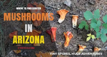 Discovering Arizona's Hidden Gem: The Elusive Lobster Mushroom