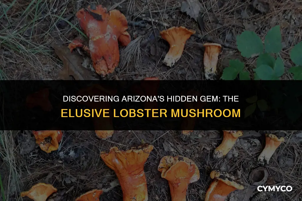 where to find lobster mushrooms in arizona