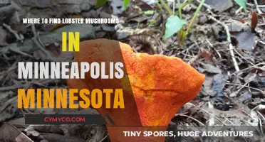 Exploring Minneapolis: A Guide to Finding Lobster Mushrooms Locally