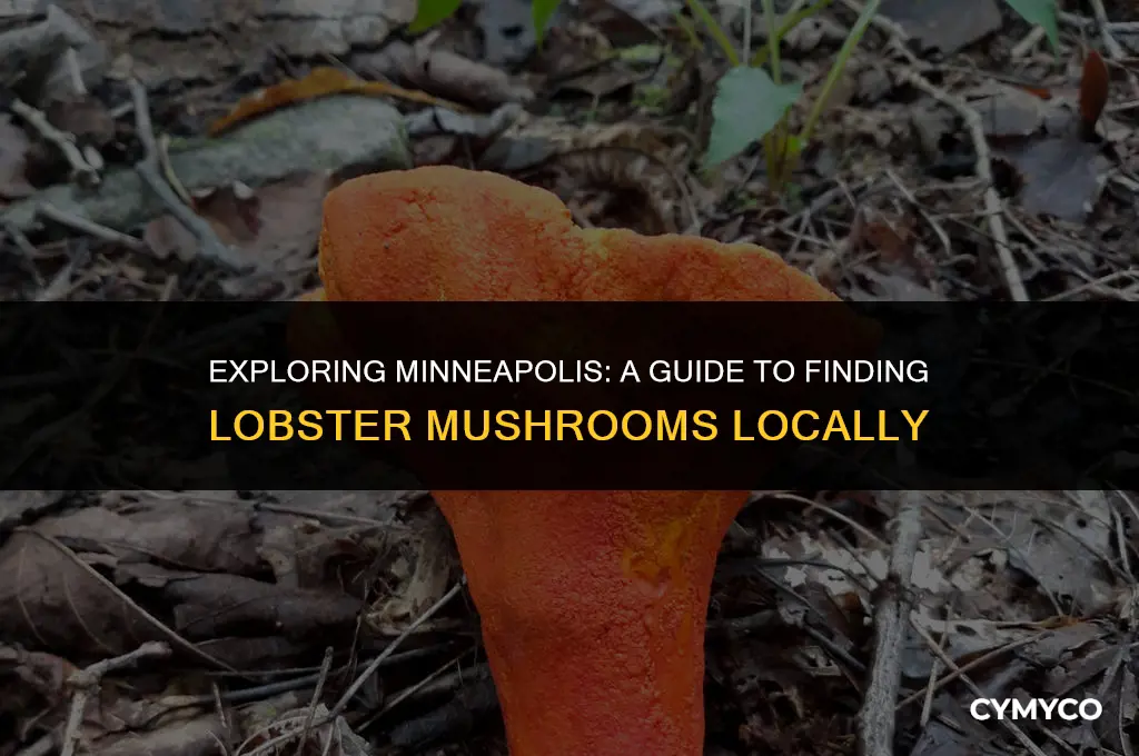 where to find lobster mushrooms in minneapolis minnesota
