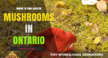 Discovering Ontario's Hidden Gem: The Elusive Lobster Mushroom