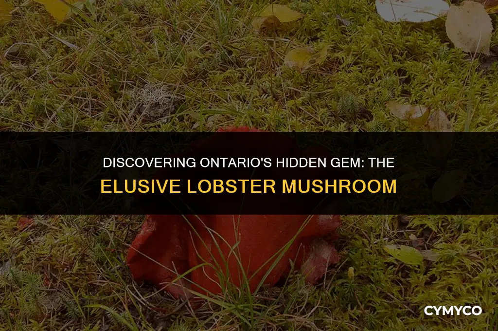 where to find lobster mushrooms in ontario