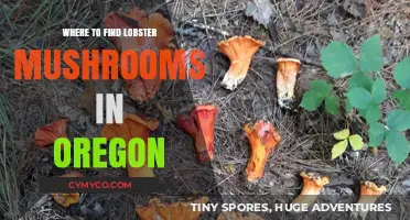 Exploring Oregon's Forests: A Guide to Finding Lobster Mushrooms