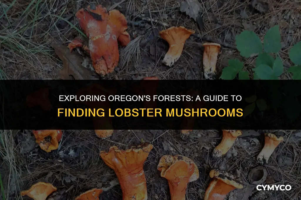 where to find lobster mushrooms in oregon