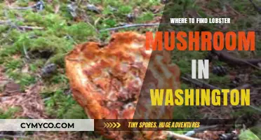 Discovering Lobster Mushrooms in Washington: A Forager's Guide