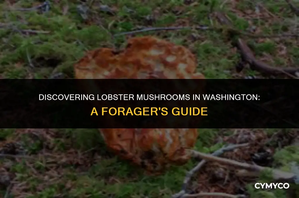 where to find lobster mushrooms in washington