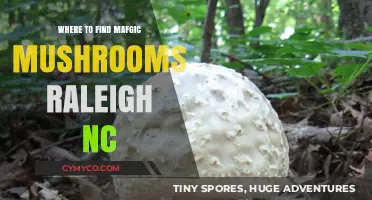 Exploring the Enchanted: Where to Find Magic Mushrooms in Raleigh, NC