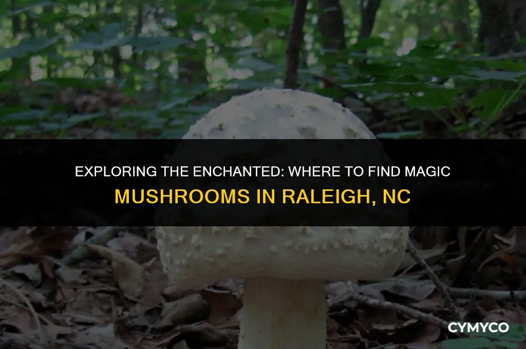 where to find mafgic mushrooms raleigh nc