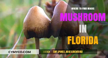 Exploring Florida's Psychedelic Scene: A Guide to Magic Mushrooms