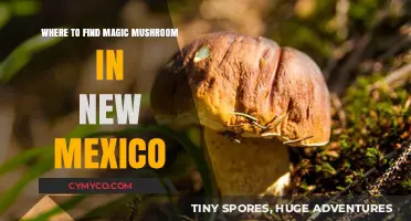 Exploring New Mexico: A Guide to Finding Magic Mushrooms