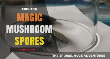 Exploring the Best Sources for Magic Mushroom Spores Online
