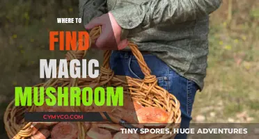 Exploring Nature's Hidden Gems: A Guide to Finding Magic Mushrooms