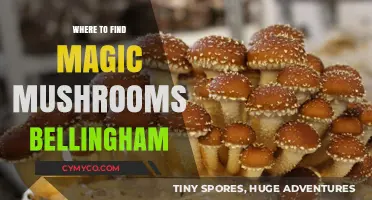 Exploring Bellingham: A Guide to Discovering Magic Mushrooms Locally