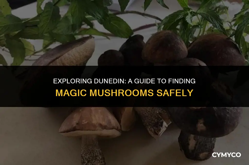 where to find magic mushrooms dunedin
