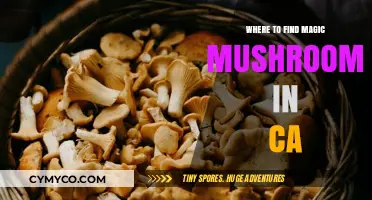 Exploring California's Natural Wonders: A Guide to Magic Mushrooms