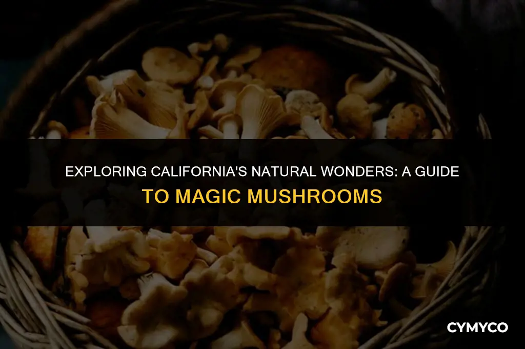 where to find magic mushrooms in ca