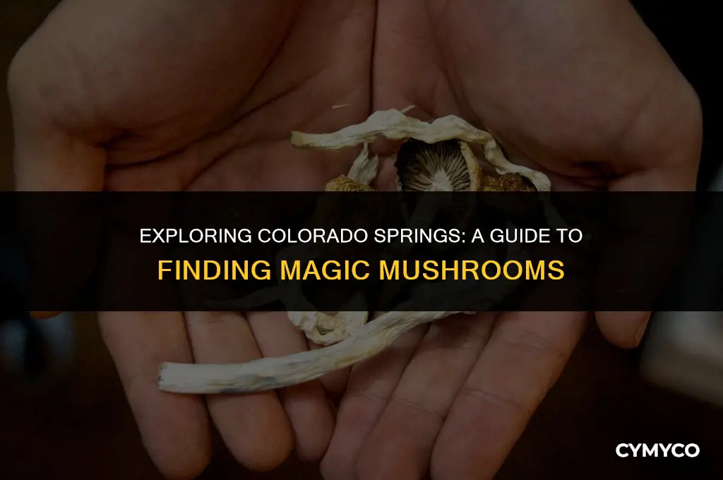 where to find magic mushrooms in colorado srpings