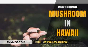 Exploring Hawaii's Hidden Treasures: A Guide to Magic Mushrooms