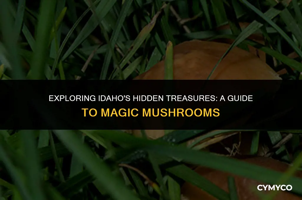 where to find magic mushrooms in idaho