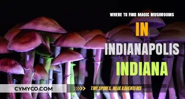 Exploring the Best Spots for Magic Mushrooms in Indianapolis