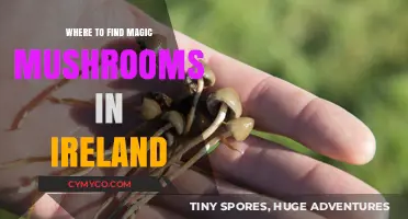 Exploring Ireland's Hidden Treasures: A Guide to Magic Mushrooms