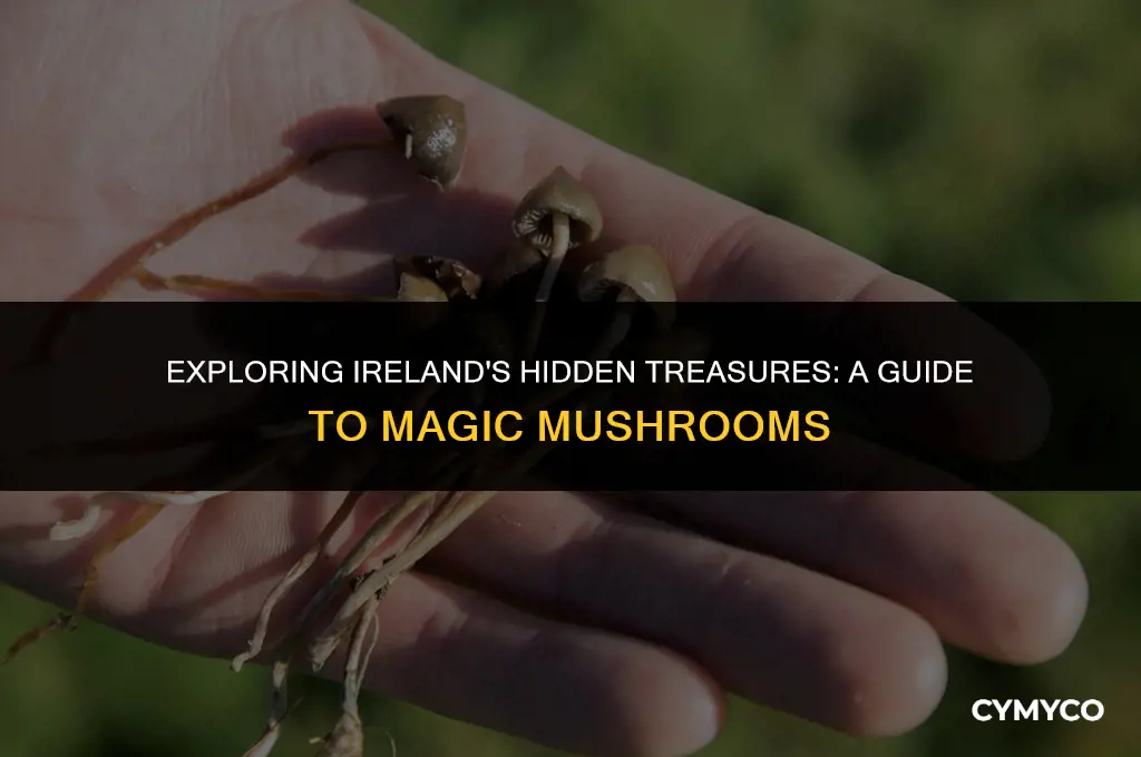 where to find magic mushrooms in ireland