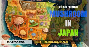 Exploring Japan's Hidden Treasures: A Guide to Magic Mushrooms