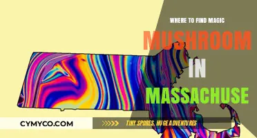Exploring the Enchanted Forests: A Guide to Magic Mushrooms in Massachusetts