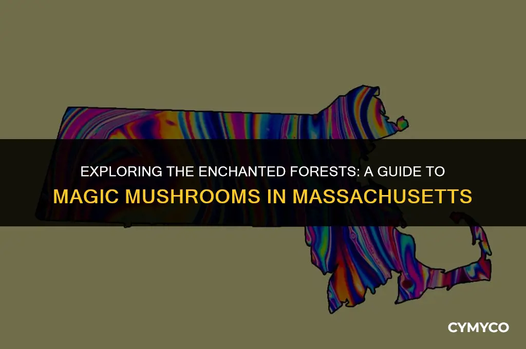 where to find magic mushrooms in massachusetts