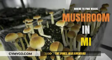 Exploring the Enchanting Realm: Magic Mushrooms in Michigan