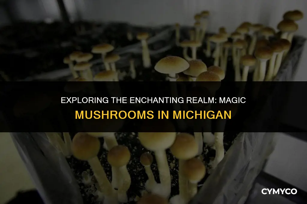 where to find magic mushrooms in mi