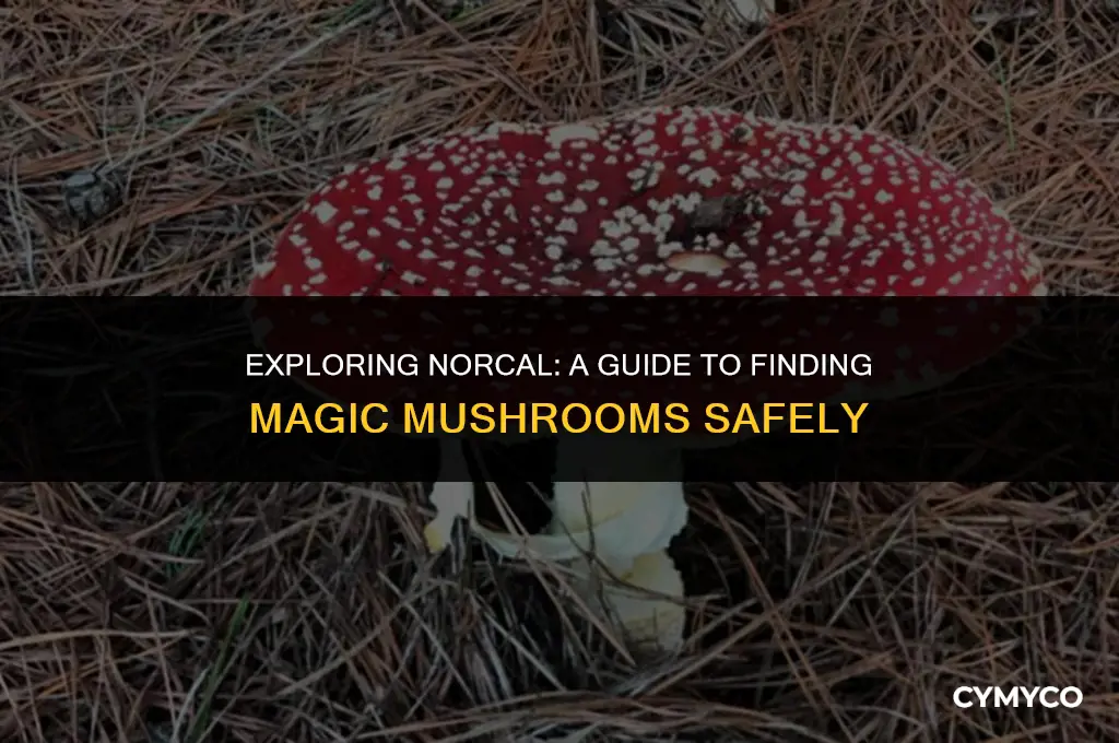 where to find magic mushrooms in norcal