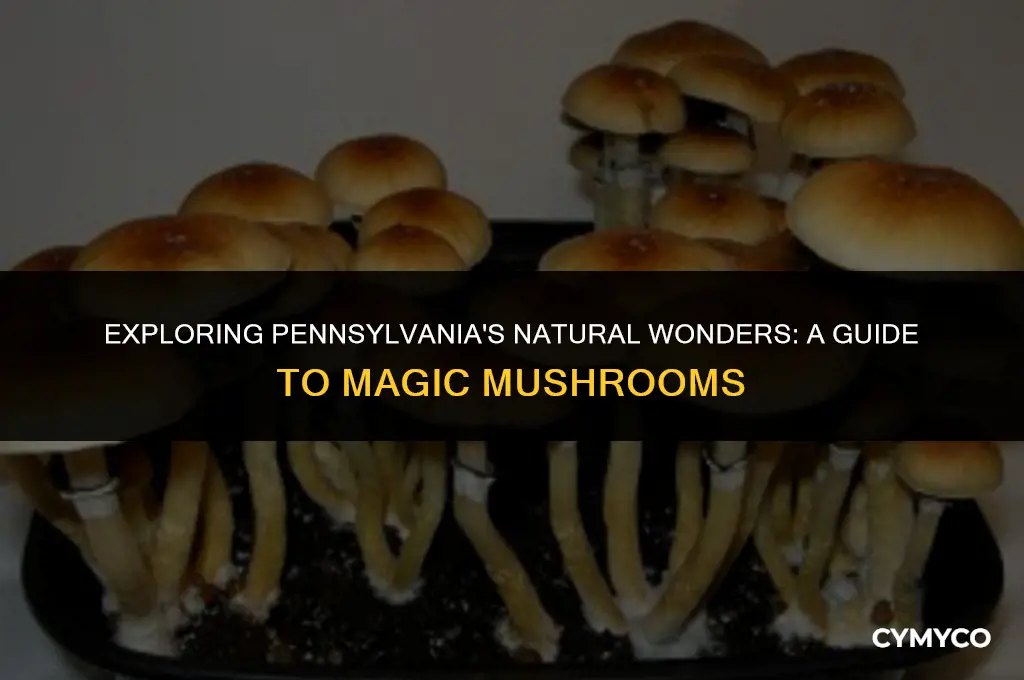 where to find magic mushrooms in pa