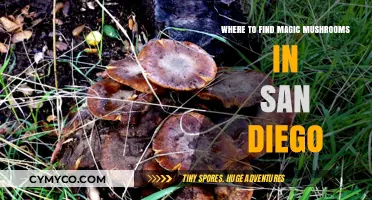 Exploring San Diego: A Guide to Finding Magic Mushrooms